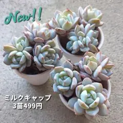 せつぶんそう様 リクエスト 2点 まとめ商品