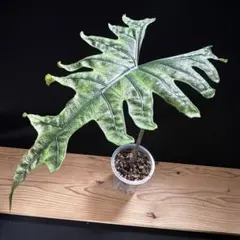 希少 アロカシア ジャックリン オーレア 楽天市場】アロカシア ジャックリン 希少種 レア 観葉植物