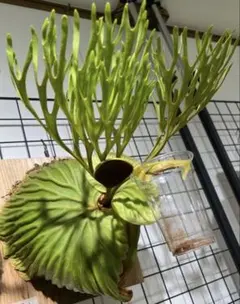ビカクシダ　リドレイ　パカラン　胞子のサムネイル