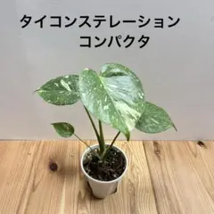 2026年最新】モンステラ コンパクタ 斑入りの人気アイテム - メルカリ