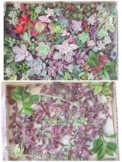 多肉植物　詰め合わせ　大サイズ　エケベリア　セダム　25種以上
