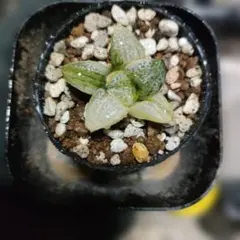 ハオルチア ナタリー錦 抜き苗発送