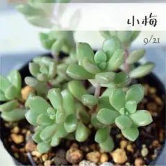 あや様 リクエスト 2点 まとめ商品