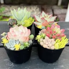 7 多肉植物の小さな寄せ植え☆そのまま飾れる☆4コセット