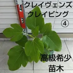 ④☆高級希少イチジク苗木☆クレイヴェンズ クレイビング【8月15日撮影】親木写真 ④☆高級希少イチジク苗木☆クレイヴェンズ クレイビング【8月15日撮影