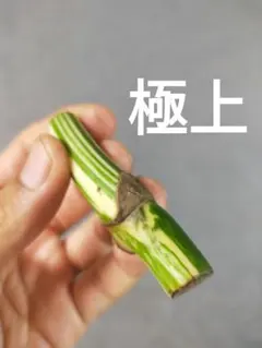 【I5】斑入りモンステラ ホワイトタイガー カット茎 成長点1つのサムネイル