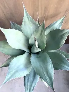 2026年最新】オバティフォリアの人気アイテム - メルカリ