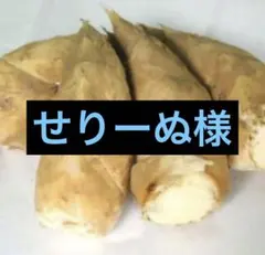 せりーぬ様　京都山城産　朝掘り筍4kg