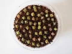 源五郎星様 リクエスト 2点 まとめ商品