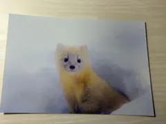 Item thumbnail for item 966b7bc1-3e70-4fc2-9279-5b569f97a583