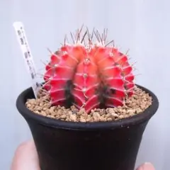現物「特選 緋牡丹錦（ヒボタンニシキ）」2.5号　Gymnocalyciumのサムネイル