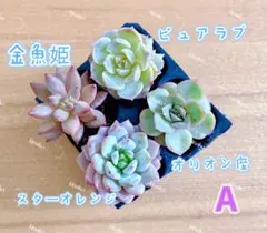 【レア品種】値下げ☆4種類☆多肉植物4苗セット 金魚姫残りわずか 根付き