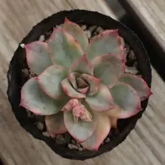 2025年最新】ムーンガドニス錦の人気アイテム - メルカリ