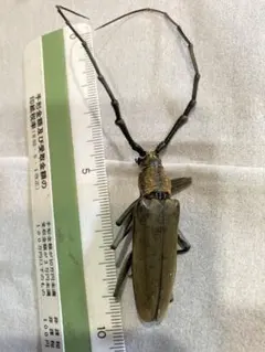 ウォーレスクシヒゲミヤマカミキリ 標本 - メルカリ