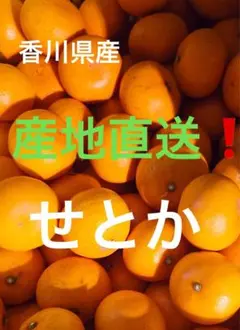 産地直送❗️香川県産　せとか3キロのサムネイル