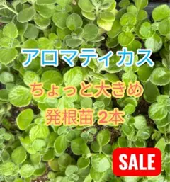 アロマティカス ちょっと大きめ 発根苗 2本のサムネイル