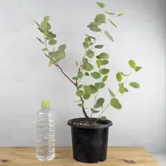 まん丸葉が可愛い❤️ ユーカリポポラス 大きめ 鉢植えN 苗 シンボル