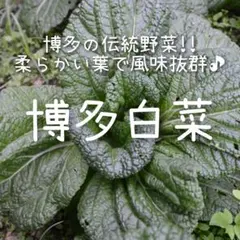 hiro様 リクエスト 6点 まとめ商品