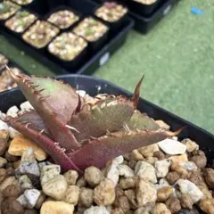 アガベ オテロイ 実生 1年5ヶ月 6株セット 抜き苗 Agave oteroi - メルカリ
