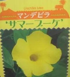 Rainlily様 リクエスト 3点 まとめ商品