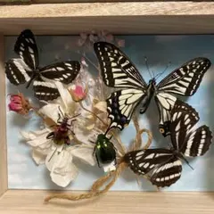 2026年最新】蝶 標本 アゲハの人気アイテム - メルカリ