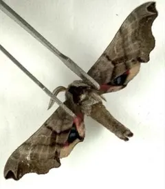 2026年最新】蝶の人気アイテム - メルカリ