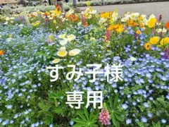 すみこ様 リクエスト 3点 まとめ商品