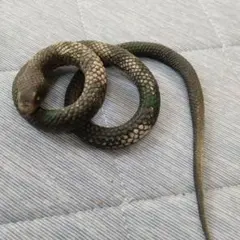 ヘビ　リアル　おもちゃ