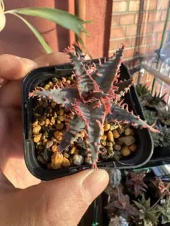 2025年最新】希少 アロエの人気アイテム - メルカリ