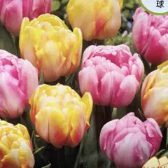 いっちー様 リクエスト 3点 まとめ商品