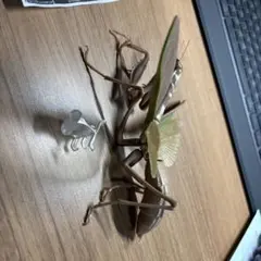 カマキリ カプセルトイ