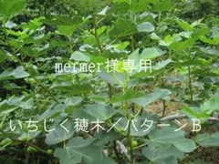 いちじく穂木・挿し穂／パターンB　mermer様専用