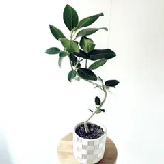 2026年最新】ベンガレンシスの人気アイテム - メルカリ