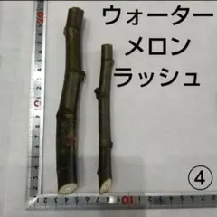 2026年最新】イチジク穂木ウォーターメロンラッシュの人気アイテム