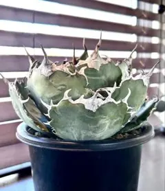 2026年最新】大株アガベの人気アイテム - メルカリ