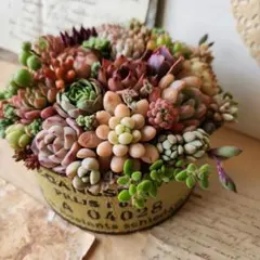リメイク缶432☆多肉植物☆寄せ植え☆インテリア - メルカリ
