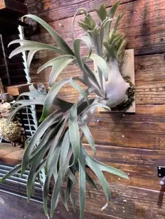 ユ*ノ様 ベイチー　ワイルドミックス　胞子培養 ユ*ノ様 2024 ベイチー ワイルドミックス 胞子培養