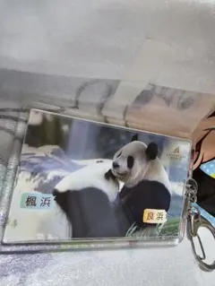 2025年最新】アドベンチャーワールド パンダ キーホルダーの人気