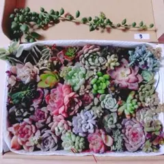 3.多肉植物　カット苗詰め合わせ　寄せ植えセット 韓国苗入り