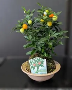 ボケ放春花夢絵巻大きな苔盆栽☆Springフェア - メルカリ