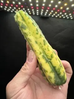 ゆうパケットプラス対応らこ様 リクエスト 2点 まとめ商品