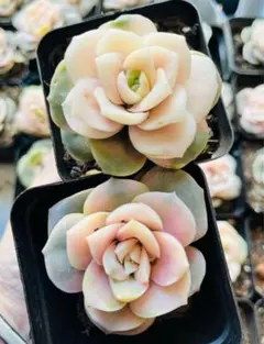 2026年最新】ラブリーローズ錦の人気アイテム - メルカリ