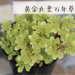 山田花子様 リクエスト 5点 まとめ商品
