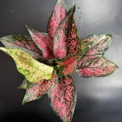 マイキー★まとめ買い割引有様 リクエスト 2点 まとめ商品