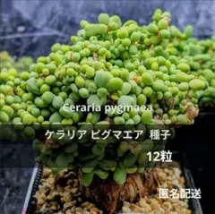 ⚡*️様 塊根部幅約6cm 発根済　ケラリアピグマエア　12 2026年最新】ケラリア ピグマエアの人気アイテム - メルカリ