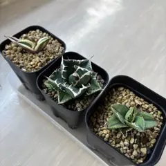 専用出品【鉢ごと発送】3株　豆豆龍錦　TC 発根管理中【匿名配送】 2026年最新】アガベ豆豆龍の人気アイテム - メルカリ