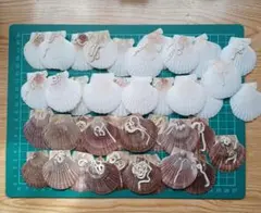 ベビーホタテ　ホタテ　帆立　稚貝　貝殻　天然