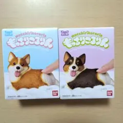 り*う様 もっちりころりん ぷりぷりコーギー ２種セット