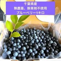 千葉県産完熟ブルーベリー♡完全無農薬のサムネイル