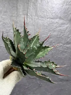 2026年最新】イラン株 アガベの人気アイテム - メルカリ